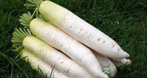 什么水果化痰止咳 什么水果化痰止咳