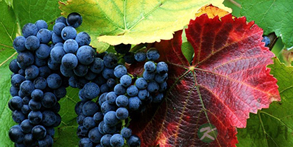 葡萄有哪些食疗功效? 葡萄有哪些食疗功效?