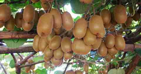 牙龈肿吃什么菜 牙龈肿吃什么菜