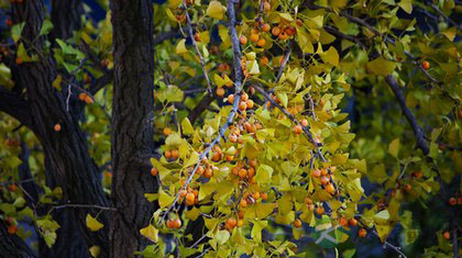 糖溜白果怎么做