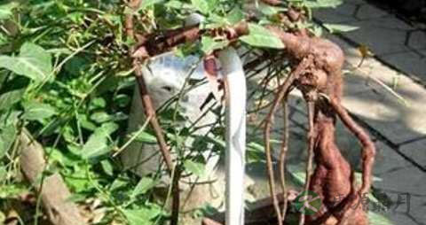 治脂溢性脱发的方法 治脂溢性脱发的方法