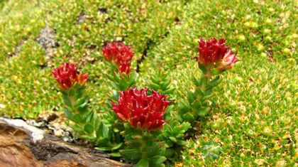 红景天美容功效