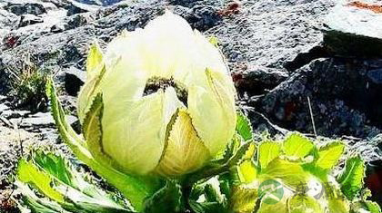 雪莲花治什么病