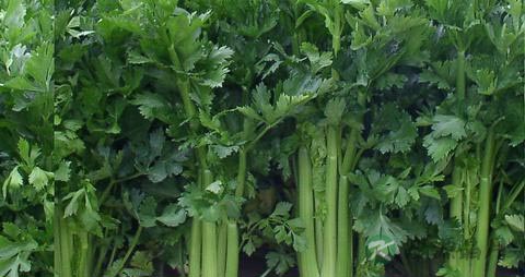 牙龈吃什么水果