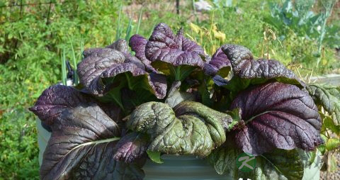 芥末的作用 芥末的作用