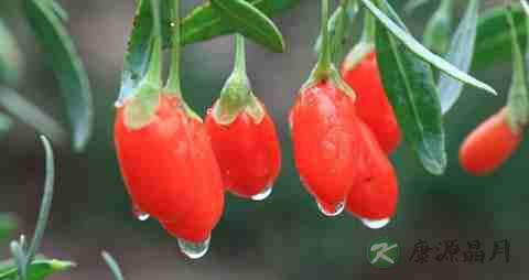 清肝明目茶 清肝明目茶