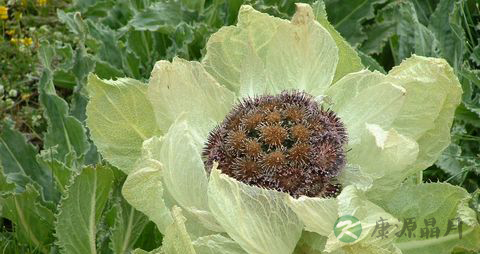 雪莲花泡酒配方大全