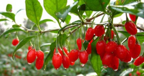 吃枸杞对眼睛好吗 吃枸杞对眼睛好吗