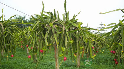 火龙果美味营养的吃法