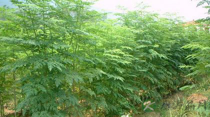 辣木树长怎么样 辣木树长怎么样