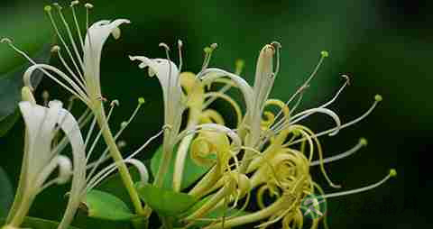 清热解毒的中药有哪些