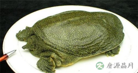 预防甲亢的食物有哪些