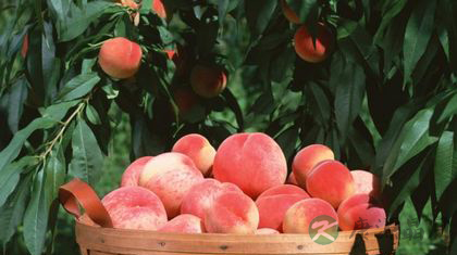 吃什么滋养头发 吃什么滋养头发