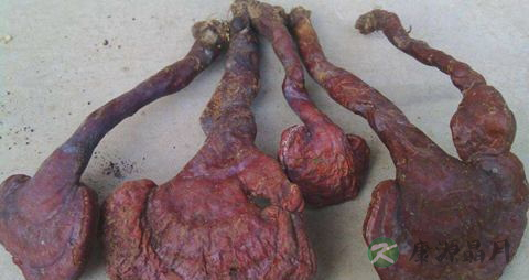 灵芝怎样吃好