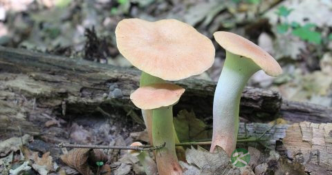 松香水有毒吗