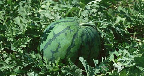 咽炎如何食疗 咽炎如何食疗