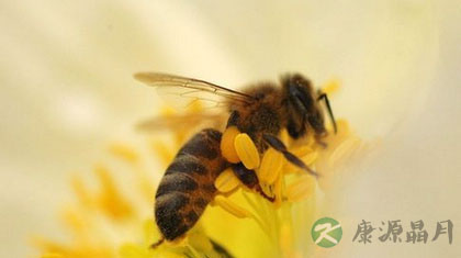 详解哪些人不能吃蜂王浆 详解哪些人不能吃蜂王浆