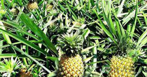 下肢深静脉血栓吃什么 下肢深静脉血栓吃什么