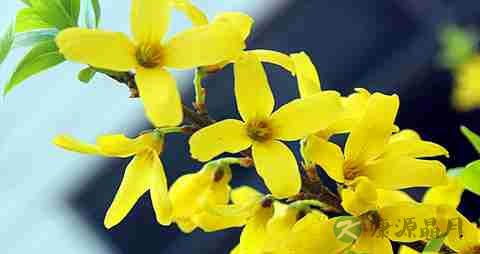 清热解毒的药有哪些 清热解毒的药有哪些