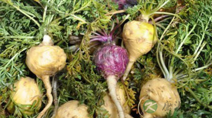 玛咖的功效及吃法