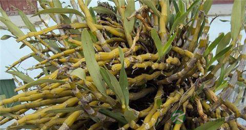 金钗石斛与铁皮石斛的区别 金钗石斛与铁皮石斛的区别