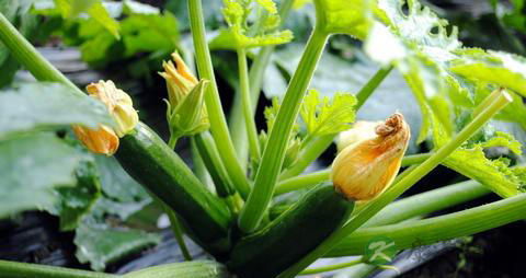 西葫芦怎么做好吃