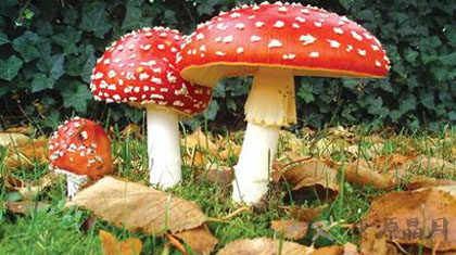 26种食物可增加碱性营养