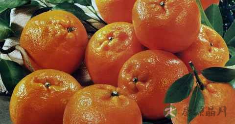 头顶脱发吃什么好