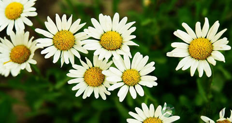 清热解毒的草药 清热解毒的草药