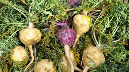 玛卡的作用功效及吃法