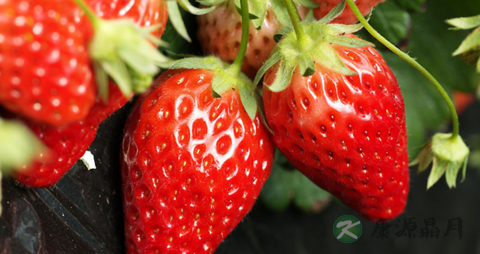 养肝明目的中药