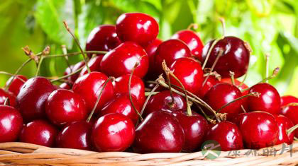 樱桃吃多了会怎么样