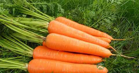 月经少该吃什么 月经少该吃什么