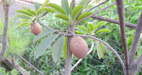 吃人参果有什么好处