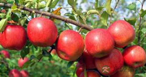 幼儿腹泻吃什么