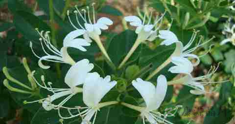 清热解毒的中药有哪些