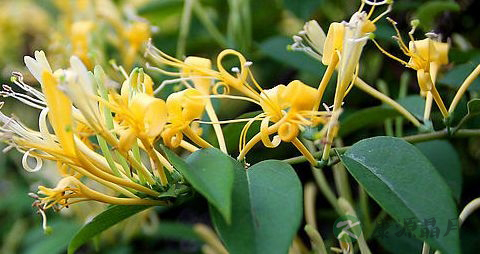 小孩咽炎的食疗方法 小孩咽炎的食疗方法