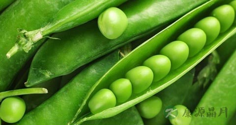 体内湿气重吃什么 体内湿气重吃什么