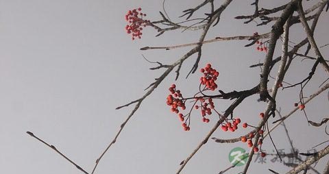 相思豆有毒吗 相思豆有毒吗