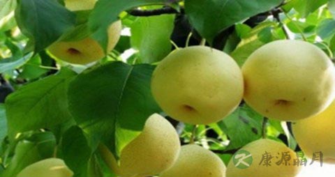 什么水果生津止渴 什么水果生津止渴