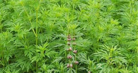 益母草的作用与功效