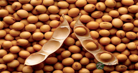 提升记忆力吃什么