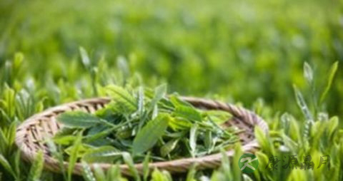 绿茶能清热解毒吗 绿茶能清热解毒吗