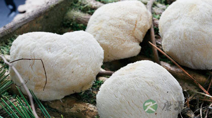 白扒猴头是哪里的菜