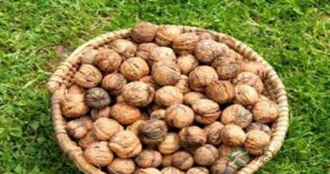 壮阳补肾吃什么 壮阳补肾吃什么