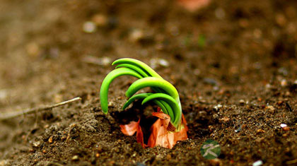 洋葱的功效与作用及做法