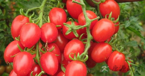 眼睛干涩喝什么好 眼睛干涩喝什么好