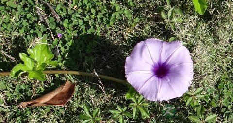 牵牛花有毒吗
