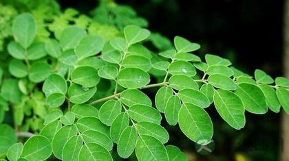 辣木降三高真的有效吗