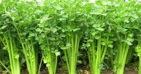 吃什么促进头发生长 吃什么促进头发生长